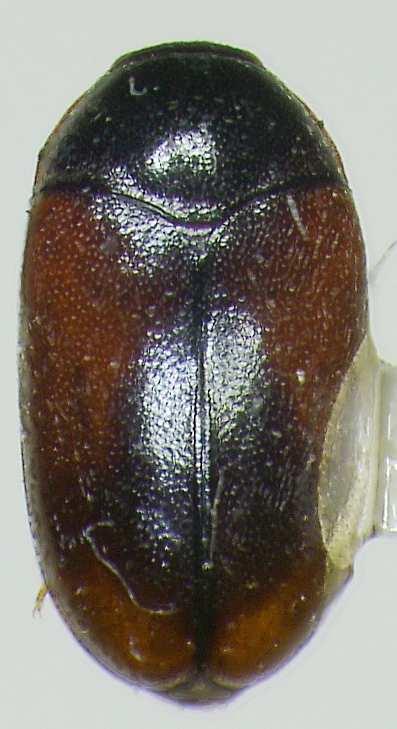 2a); visible abdominal sternites I-III dark brown, IV-V light brown (Fig. 2b)..... H. pici sp. nov.