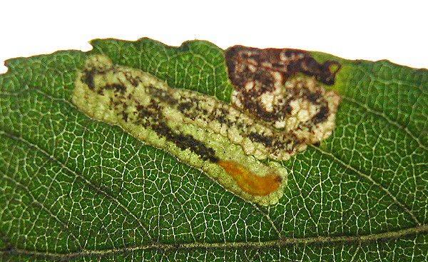 Page 4 The Stigmella salicis complex. Photo Rob Edmunds The polymorphic mines of Stigmella salicis are well known on Salix (Willow) species in the UK.