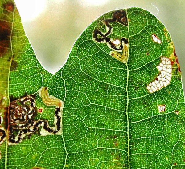 tiny scribbles on the leaf surface The larvae have ventral spots (as shown on the right hand