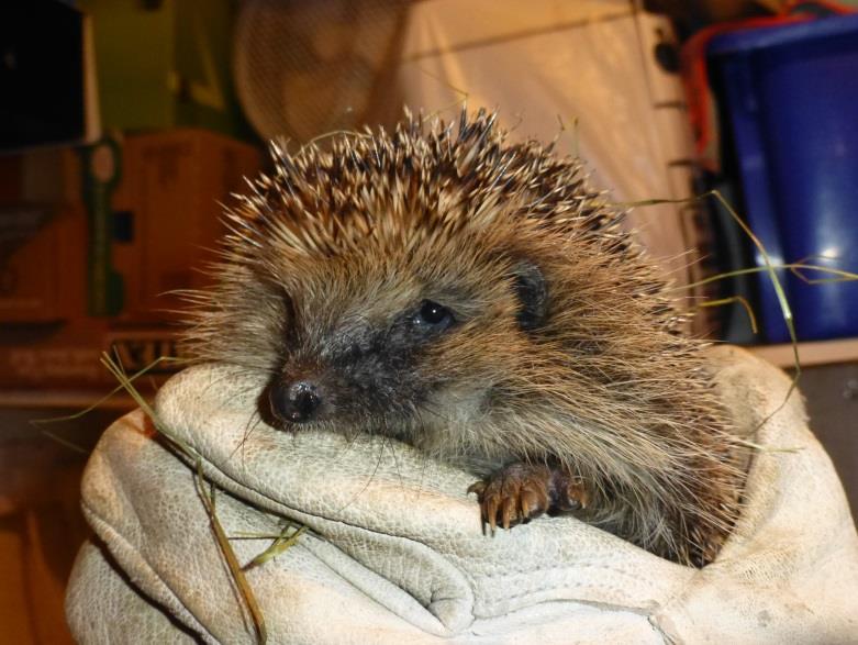 Photo: Hedgehog (Credit Sue Ellis) Photo: Hedgehog (Credit Sue Ellis) Photo: Hedgehog in care (Credit Denise Foster) Distribution: The European hedgehog is common throughout mainland Britain and