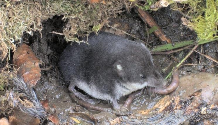 Water shrew (Neomys fodiens) Photo: Water shrew (courtesy Steve Evans) Distribution: The water shrew is widely distributed throughout Britain and Europe.