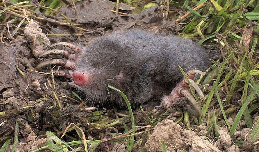 European Mole (Talpa europaea) moles when they are predated by tawny owls, buzzards, foxes and mustelids. Domestic cats and man are responsible for a large proportion of mole fatality.