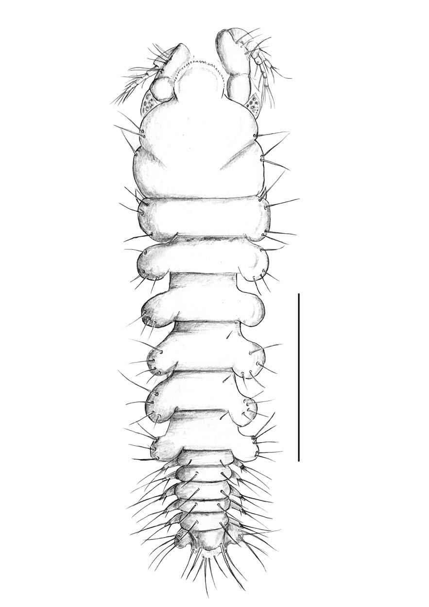 Apseudomorpha of eastern Australia 133 Figure 17.