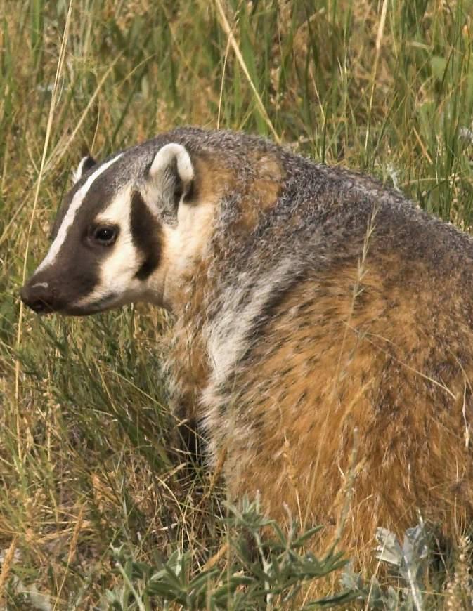 American badger Taxidea taxus jacksoni Endangered While American badger habitat is common on farmland, it doesn t include crop fields.