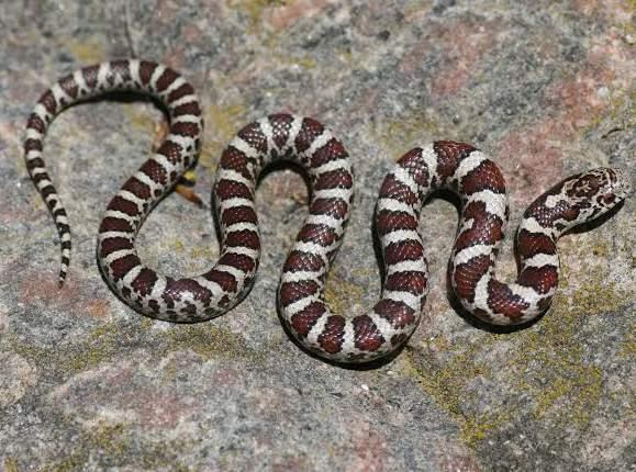 Milksnake Lampropeltis triangulum Special Concern Milksnakes can be found in old farm fields, barns, forest edges and rocky outcrops.