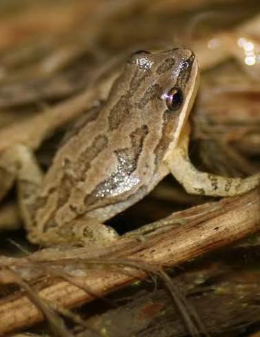 Western Chorus Frog Pseudacris triseriata Threatened (St.