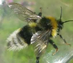 Bee Endangered Eastern Foxsnake