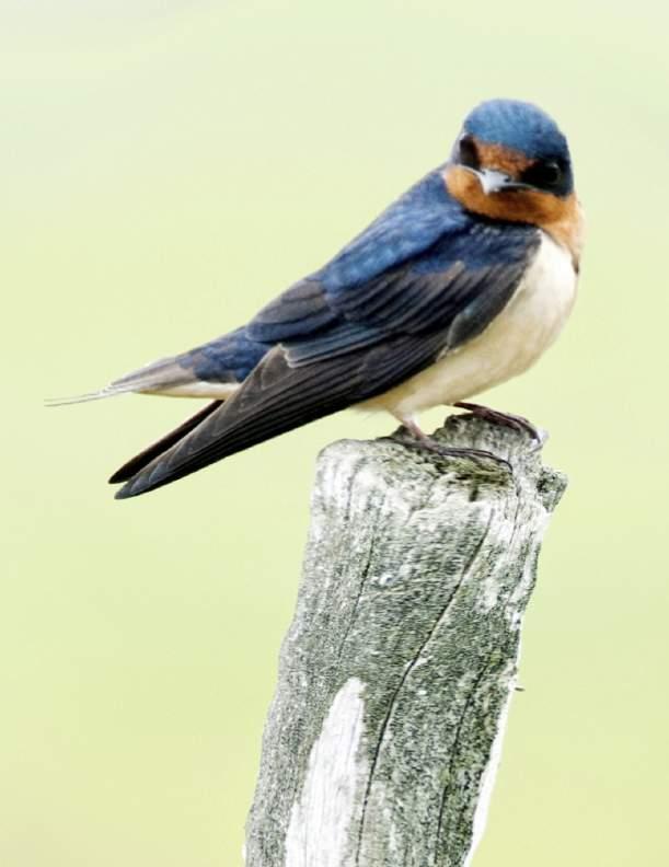 Barn Swallow Hirundo rustica Threatened Barn swallows forage in grassland habitats including hay fields, meadows and pastures.