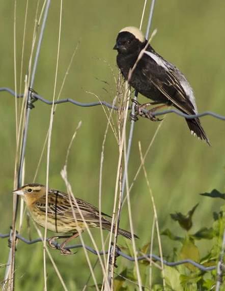 Bobolink Dolichonyx oryzivorus Threatened Bobolinks breed and nest in grassland habitats, including: pastures, hayfields, abandoned/retired fields and meadows.