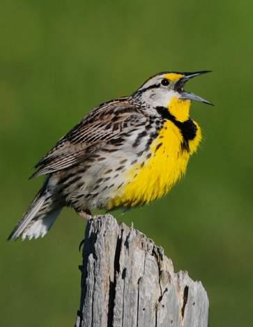 Eastern Meadowlark Sturnella magna Threatened Eastern meadowlarks breed and nest in grassland habitats, including: hayfields, meadows, grassy fencerows, and prairies.
