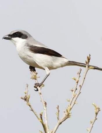 Loggerhead shrike Lanius ludovicianus Endangered Loggerhead shrikes hunt and nest in open pastures or other grasslands with short vegetation and scattered hedgerows, trees and thorny shrubs.