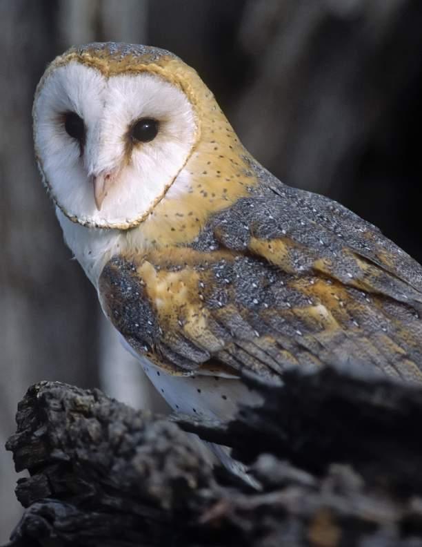 Barn OwL Tyto alba Endangered Barn owls hunt for field mice and voles at night in open, grassy areas including abandoned farm fields, meadows, grassy ditches, pasture, hayfields, and edges of