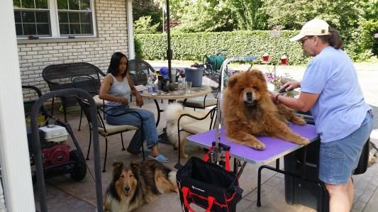 Our older Chows seem to rather enjoy all of the attention and it presents an excellent time for bonding!
