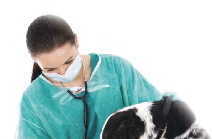 infectious to humans or other animals. This staff member can then follow the procedure that your ICP has outlined for handling potentially infectious cases.