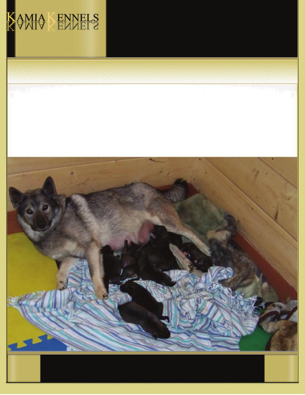 New Puppies are here Tora is doing fantastic, she has 9 new puppies, 6 Males and 3 Females, she started on Saturday Dec 3rd, and finished up early in the a.m. Sunday Dec 4th.