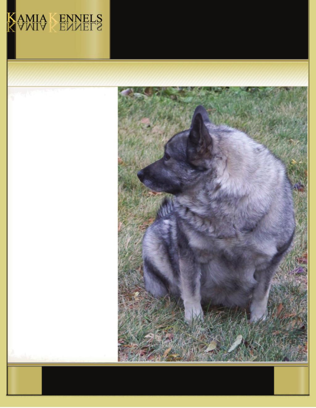 Mia, one great female Elkhound You can say what you like about Tora being a great female and prolific, well, make no mistake she is a daughter of one of the best females in Canada, Mia.