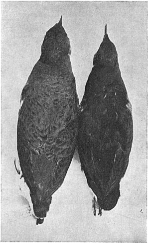 Mar., 1915 NOTES ON MURRELETS AND PETRELS 75 between the two species so far as the under wing-coverts are concerned. It is hardly fair, however, to use no.
