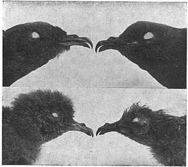 Mar., 1915 NOTES ON MURRELETS AND PETRELS 77 breeding ground on the islands.