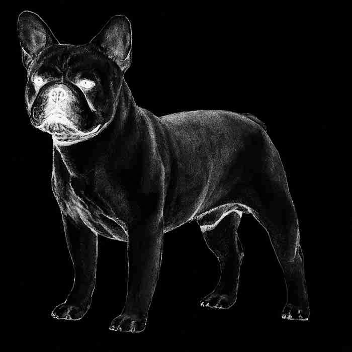 FRENCH BULLDOG Fun Fact Despite not being the sharpest knives in the drawer, it is rumored that a French Bulldog, named Princess Jacqueline, was able to understand 20 distinct words.