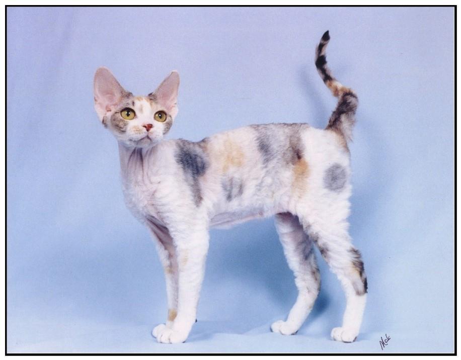 The Devon Rex a breed of unique appearance a characteristic elfin look One should be able to