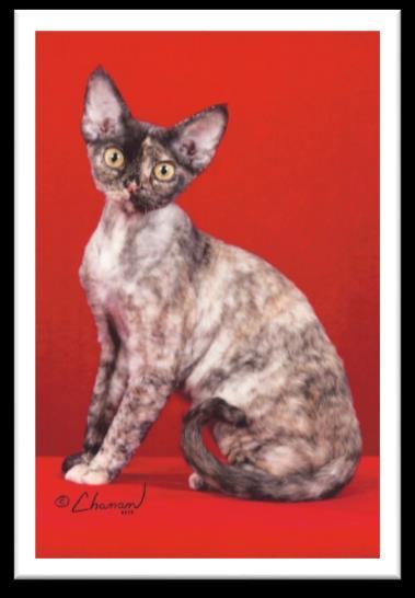 Other Devon Rex Color Class Most common color registered in this class is
