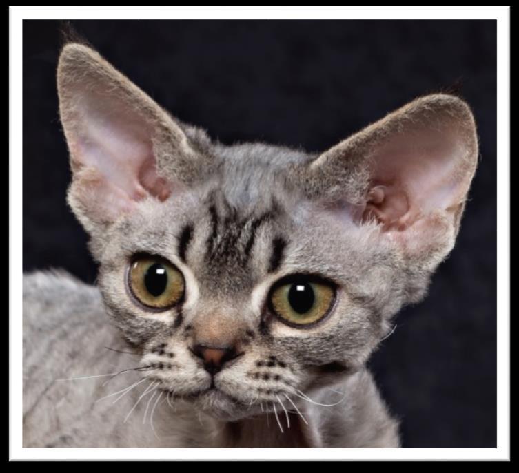 Head : 40 Points The Devon Rex head is the most distinctive feature of the breed.