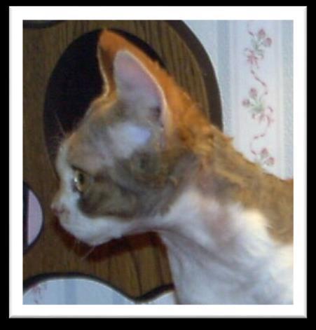 Profile and Chin 6 points In profile, the Devon Rex has a strong nose stop which should be felt
