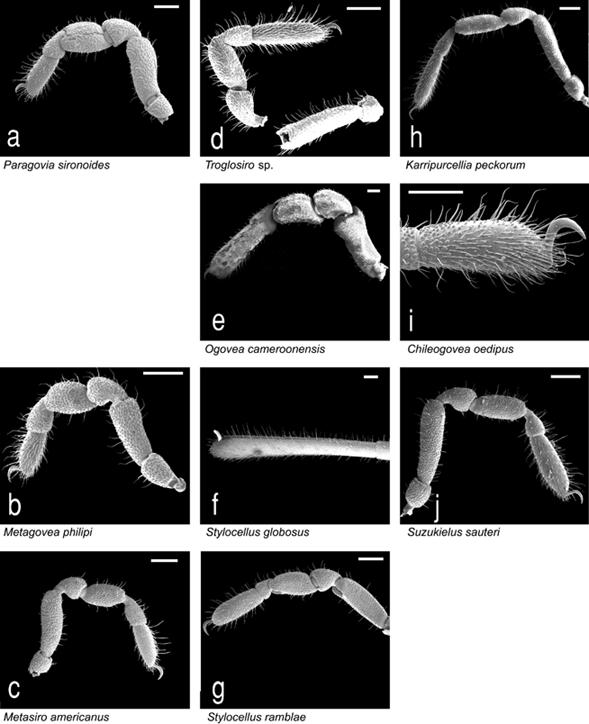 34 Invertebrate Systematics B. L. de Bivort and G. Giribet Fig. 21. Legs II for selected outgroup species, lateral view.