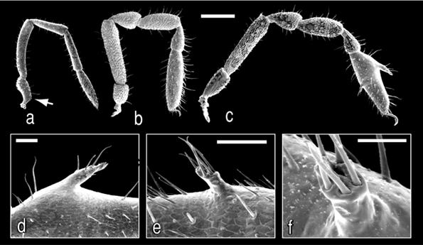 Phylogenetic analysis of the Sironidae Invertebrate Systematics 15 ship between jackknife support and stability has been shown in other studies (Giribet 2003).