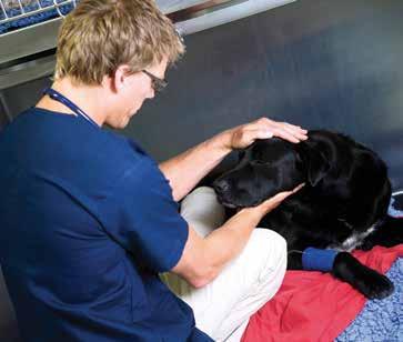 Frequently asked questions about Alfaxan How is Alfaxan administered? Alfaxan is administered by intravenous injection in the dog and cat. What is the dose rate of Alfaxan?