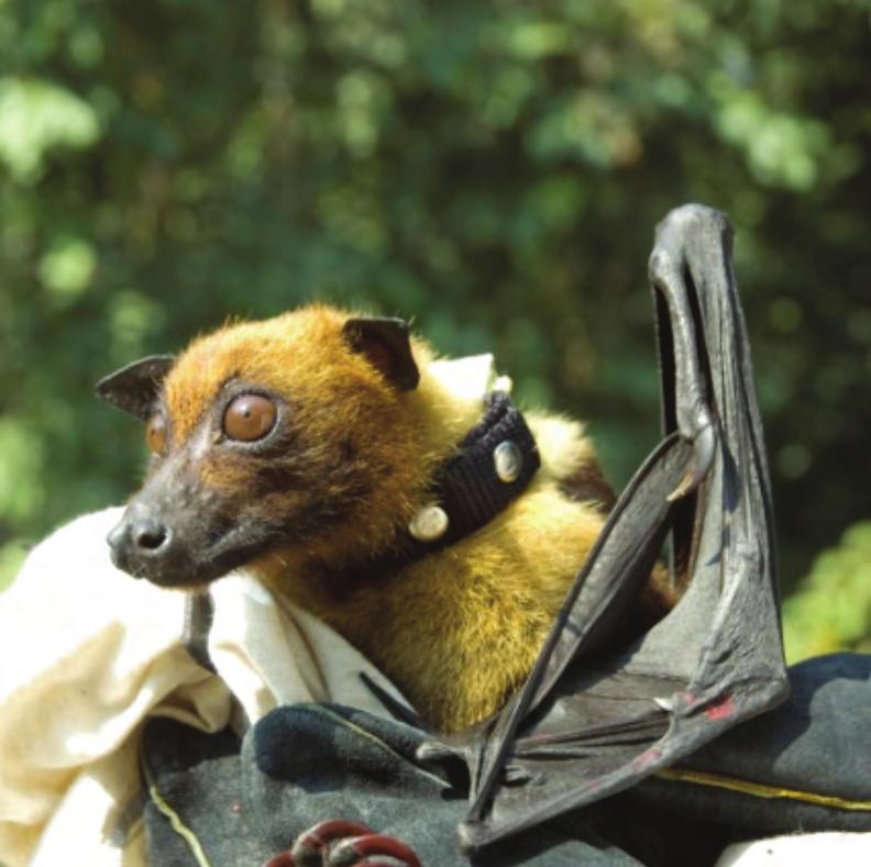 PROGRAM Updates EcoHealth Alliance scientists have dedicated time and resources to studying diseases in bat populations, and simultaneously protecting these gentle creatures from extinction.