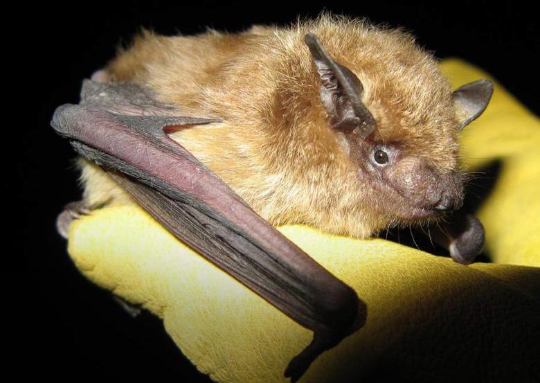 PROGRAM UPDATES Bats play a crucial role in ecosystems and are vital to the regeneration of forests through pollination and seed dispersal.