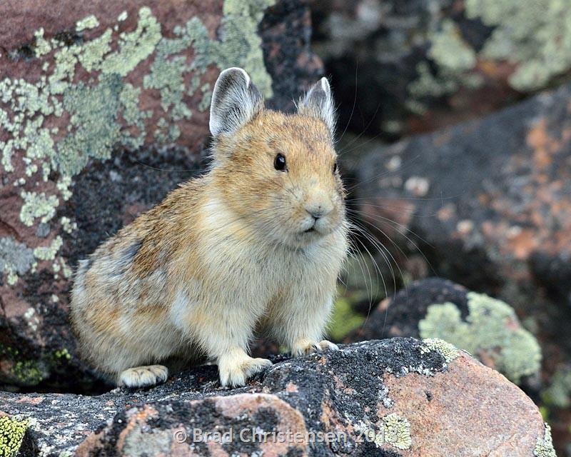 Pika - Ochotona princeps General Description We do not yet have descriptive information on this species. Please try the buttons above to search for information from other sources.