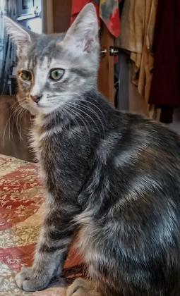 Shorthair - Cat Female Adoption - Onsite