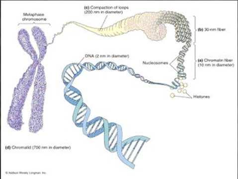Population genetics (genetic structure, gene flow) 2.