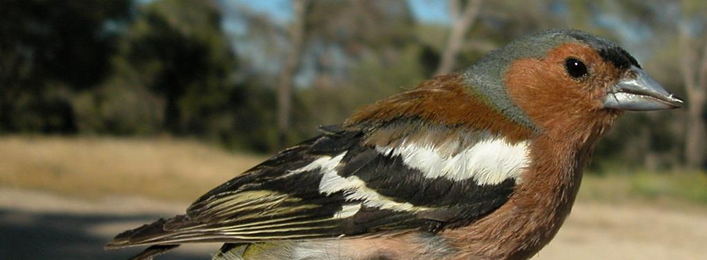 Both sexes with white patches on wing, shoulders and tail.