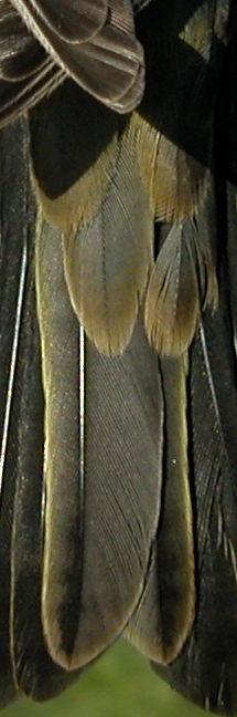 moulted feathers and brownish juvenile retained (easy to see in males