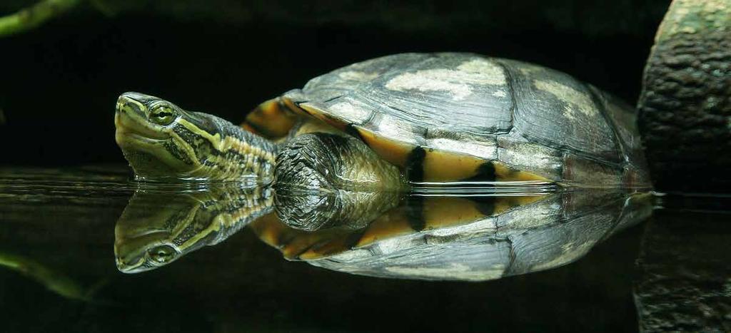 The ongoing trade in wild-caught turtles and turtle products for consumption, traditional medicines and the pet trade, leaves many species on the brink of extinction.
