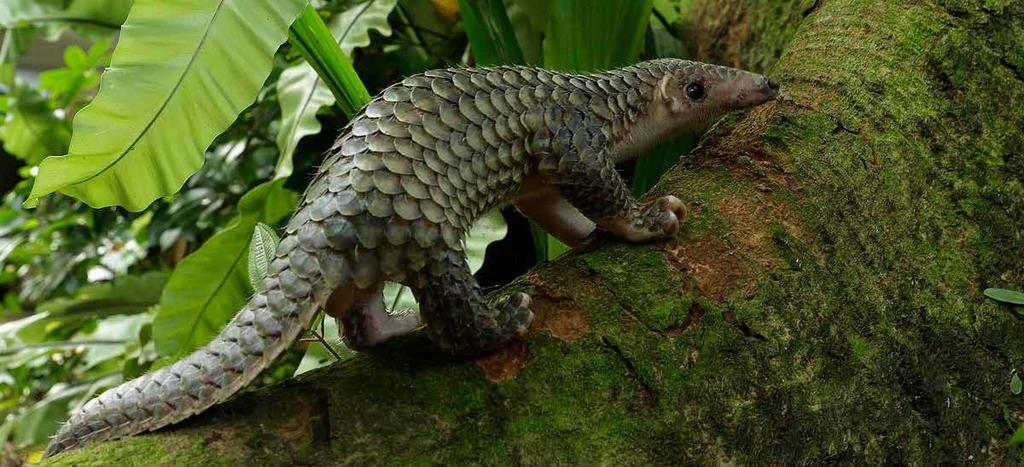 SUMMARY OF ACTIVITIES Sunda Pangolin Manis javanica WRS ASAP Ex-Situ Working Group For many ASAP species, in-situ conservation action alone will not be adequate to ensure recovery.