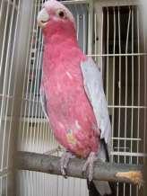 Reproduction in exotic birds Lipoma in galah tumor overgrowt of adipocyts Predisposition: - obesity - age of