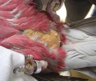 Lipoma in galah localisation: - abdomen, wings, back - can be in the body cavity solution: - in start