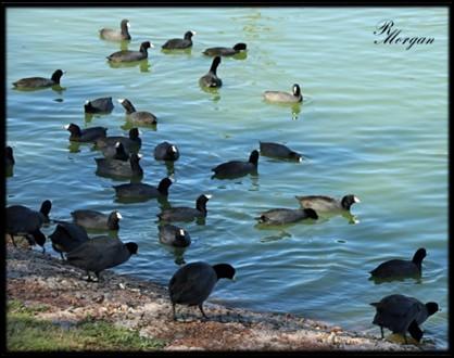 P a g e 5 Wild Side of Shady Shores American Coot Photos & Article by Rebecca Morgan The red-eyed, dark-gray to black birds with bright white bills & foreheads swimming in the lake are American Coots