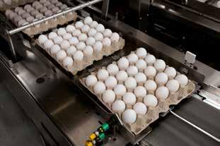 Eggs that are gathered are moved into refrigerated holding rooms where temperatures are maintained at 45 F. Humidity is kept high to keep moisture from being lost from the eggs.