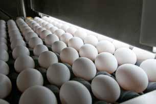 Eggs are brought from the laying houses on conveyor belts for cleaning, grading and packaging. (above) Eggs are washed and sanitized, then dried.