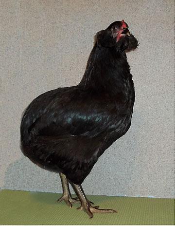 Champion Asiatic: Blue Cochin Pullet - Owned by Sherri Humphries. Res. Champ Asiatic: Blue Cochin Pullet - Owned by Sherri Humphries.