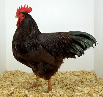 English: Black Australorp Pullet - Owned by Matt Ulrich Champion Mediterranean: While Leghorn Hen - Owned by Jonathan Peters. No Reserve Champion Mediterranean.