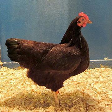 HOTOPA OPEN SHOW 2 Show Champion ~ Brown Red Modern Hen, by Wade Walker. Re se rv e Show Champion ~ White Rock Cockerel, by Mike Geis.