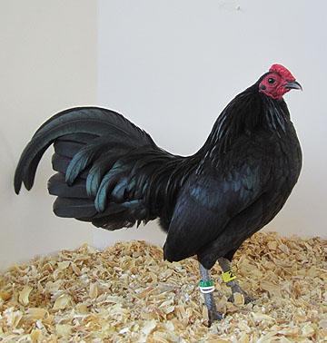 Reserve ~ Black Modern Pullet, by Sherydan Walker. Game ~ Wheaten Old English Hen, by S&E Bantams. Reserve ~Black Old English Cockerel, by Ned Simmons. SCCL ~ Rhode Island Red Pullet, by Jacob Bates.