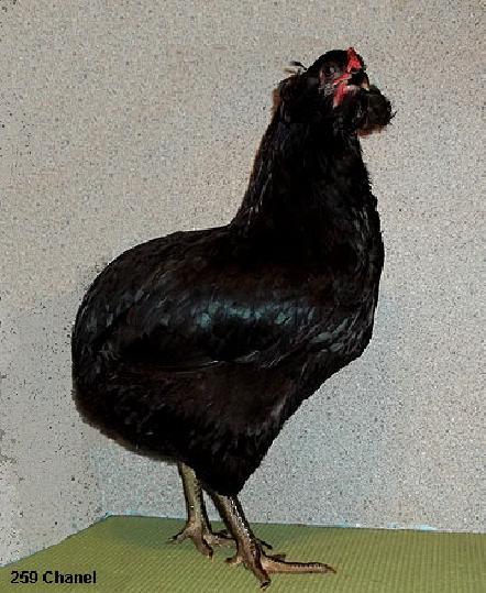 Pullet!... And for winning Champion Large Fowl at the Pelican State Classic, Haynesville, Louisiana (APA State Meet) with a Black Araucana Pullet!