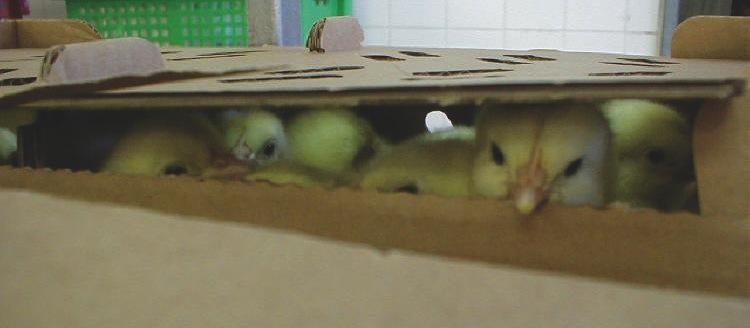 Chicks in a Shipping Box
